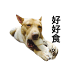 Crazy Cutie Doggy（個別スタンプ：3）