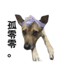 Crazy Cutie Doggy（個別スタンプ：4）