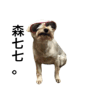 Crazy Cutie Doggy（個別スタンプ：5）