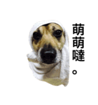 Crazy Cutie Doggy（個別スタンプ：6）