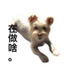 Crazy Cutie Doggy（個別スタンプ：10）