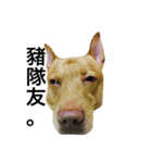 Crazy Cutie Doggy（個別スタンプ：11）