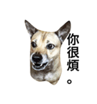 Crazy Cutie Doggy（個別スタンプ：12）