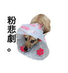 Crazy Cutie Doggy（個別スタンプ：13）