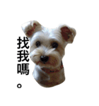 Crazy Cutie Doggy（個別スタンプ：15）
