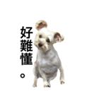 Crazy Cutie Doggy（個別スタンプ：16）