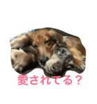 my  dachshund（個別スタンプ：1）