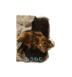 my  dachshund（個別スタンプ：2）