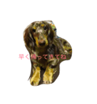 my  dachshund（個別スタンプ：3）