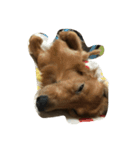 my  dachshund（個別スタンプ：5）