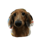 my  dachshund（個別スタンプ：6）