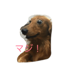 my  dachshund（個別スタンプ：7）