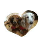 my  dachshund（個別スタンプ：8）