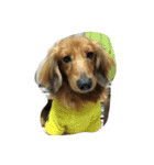 my  dachshund（個別スタンプ：9）