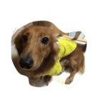 my  dachshund（個別スタンプ：11）