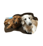 my  dachshund（個別スタンプ：12）