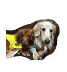 my  dachshund（個別スタンプ：13）