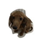 my  dachshund（個別スタンプ：14）