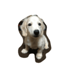 my  dachshund（個別スタンプ：16）