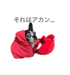 らんち姐さんver2（個別スタンプ：1）