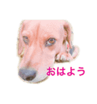 チョコちゃんの日常 2（個別スタンプ：5）