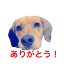 チョコちゃんの日常 2（個別スタンプ：7）