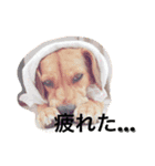 チョコちゃんの日常 2（個別スタンプ：8）