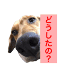 チョコちゃんの日常 2（個別スタンプ：10）