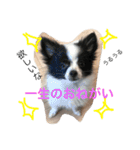 アリピー（個別スタンプ：6）