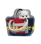 アリピー（個別スタンプ：8）