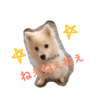 アリピー（個別スタンプ：13）