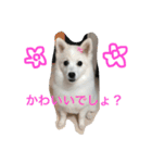 アリピー（個別スタンプ：14）