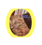 茶トラむっくんの日常すたんぷ！（個別スタンプ：2）