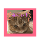 茶トラむっくんの日常すたんぷ！（個別スタンプ：8）