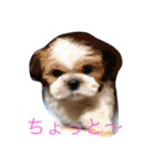 ひなひなぶー（個別スタンプ：1）