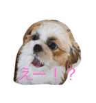ひなひなぶー（個別スタンプ：3）