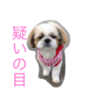 ひなひなぶー（個別スタンプ：8）