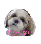 ひなひなぶー（個別スタンプ：10）