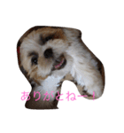 ひなひなぶー（個別スタンプ：21）