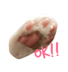 猫のデコ（個別スタンプ：1）