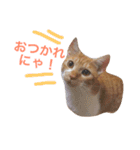 猫のデコ（個別スタンプ：2）