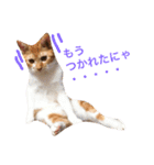 猫のデコ（個別スタンプ：3）