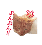 猫のデコ（個別スタンプ：6）
