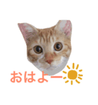 猫のデコ（個別スタンプ：7）