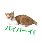 猫のデコ（個別スタンプ：8）