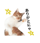 猫のデコ（個別スタンプ：9）