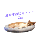 猫のデコ（個別スタンプ：10）