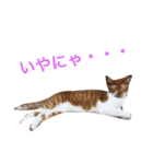 猫のデコ（個別スタンプ：12）