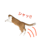 猫のデコ（個別スタンプ：13）