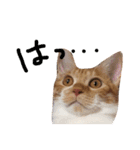 猫のデコ（個別スタンプ：14）